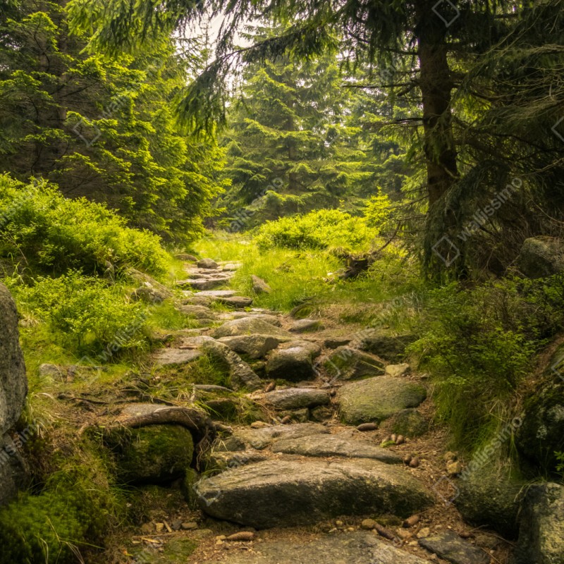 Repositionierbarer Aufkleber ruhiger waldweg durch nadelwald – Wallnifity® Repositionierbarer Aufkleber ruhiger waldweg durch nadelwald – Wallnifity®