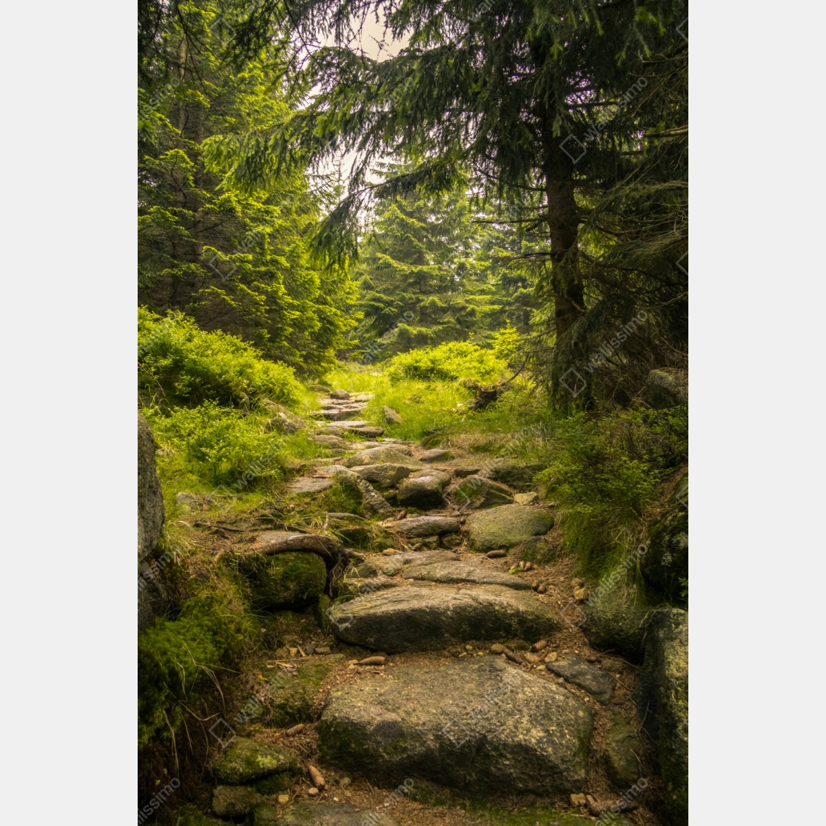 Repositionierbarer Aufkleber ruhiger waldweg durch nadelwald – Wallnifity® Repositionierbarer Aufkleber ruhiger waldweg durch nadelwald – Wallnifity®