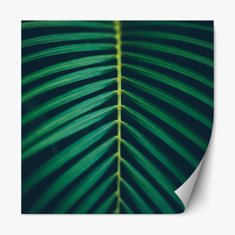 Repositionierbarer Aufkleber monochrome lilie nahaufnahme – Wallnifity®