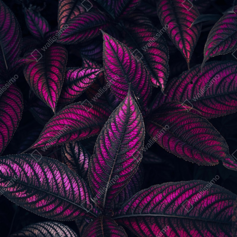 Repositionierbarer Aufkleber leuchtendes violettes blättermotiv – Wallnifity® Repositionierbarer Aufkleber leuchtendes violettes blättermotiv – Wallnifity®