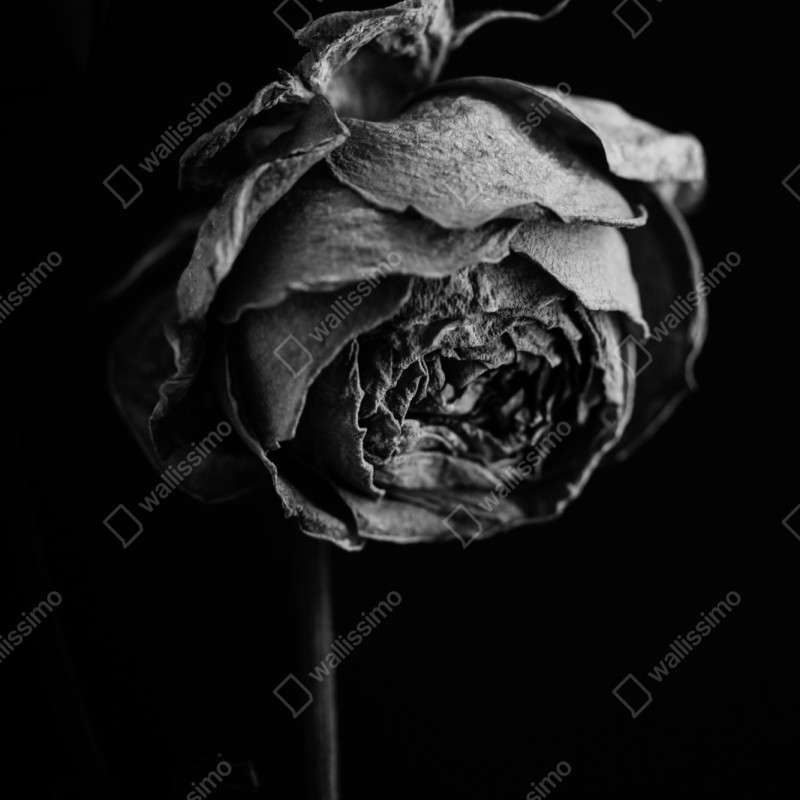 Repositionierbarer Aufkleber monochrome getrocknete rose – Wallnifity® Repositionierbarer Aufkleber monochrome getrocknete rose – Wallnifity®