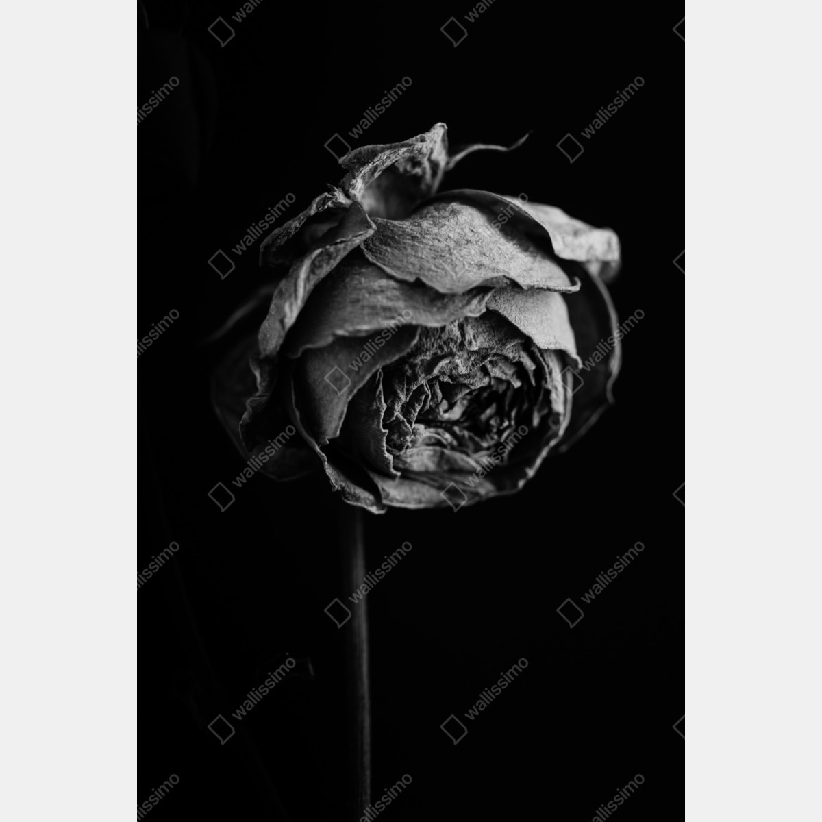 Repositionierbarer Aufkleber monochrome getrocknete rose – Wallnifity® Repositionierbarer Aufkleber monochrome getrocknete rose – Wallnifity®