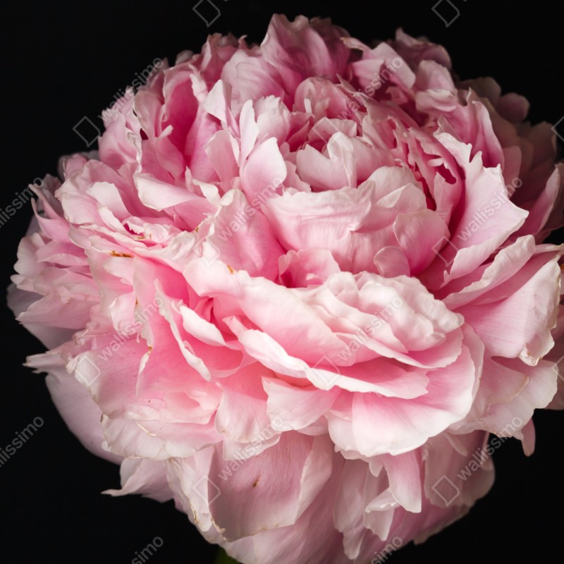 Repositionierbarer Aufkleber zarte rosa pfingstrose nahaufnahme – Wallnifity® Repositionierbarer Aufkleber zarte rosa pfingstrose nahaufnahme – Wallnifity®