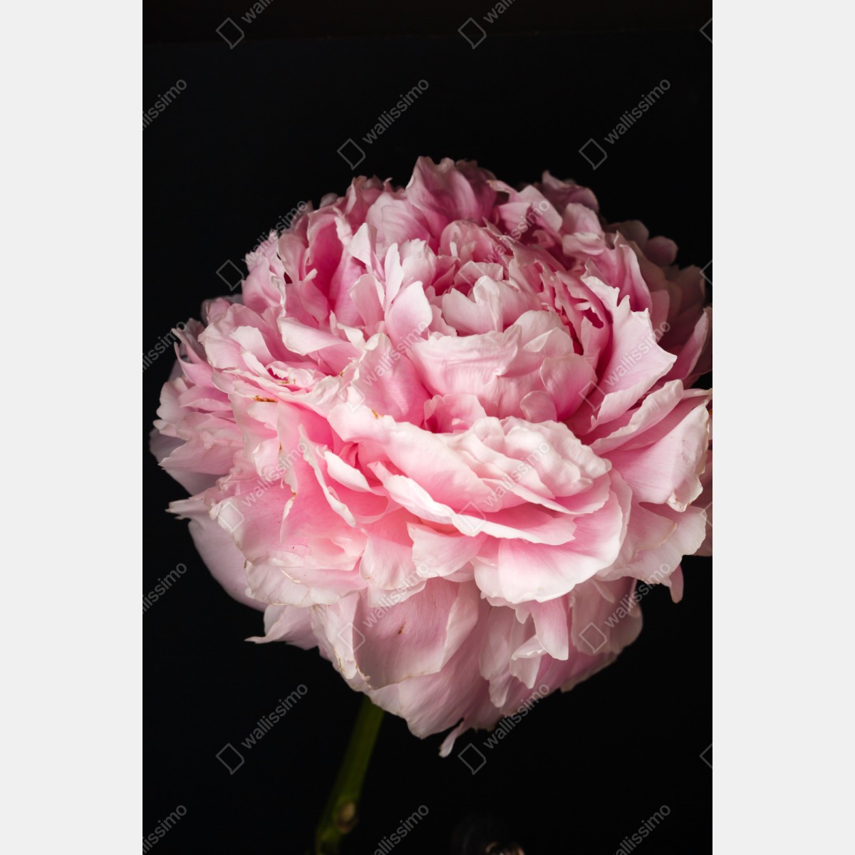 Repositionierbarer Aufkleber zarte rosa pfingstrose nahaufnahme – Wallnifity® Repositionierbarer Aufkleber zarte rosa pfingstrose nahaufnahme – Wallnifity®