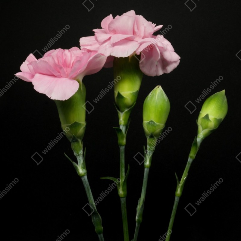 Repositionierbarer Aufkleber rosa nelken vor schwarzem hintergrund – Wallnifity® Repositionierbarer Aufkleber rosa nelken vor schwarzem hintergrund – Wallnifity®