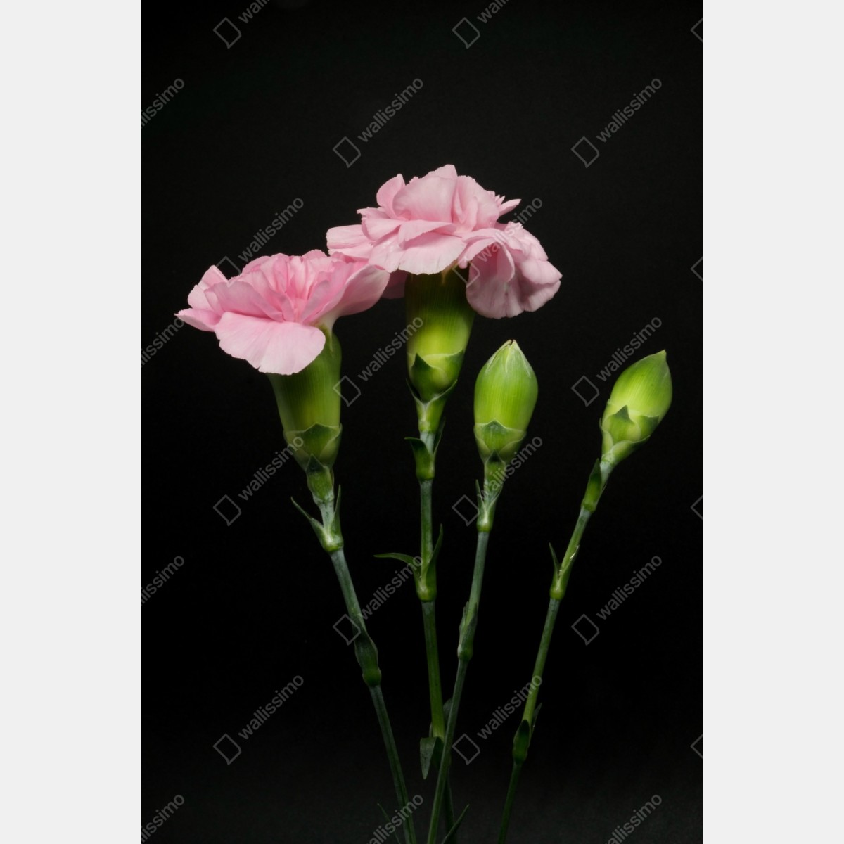 Repositionierbarer Aufkleber rosa nelken vor schwarzem hintergrund – Wallnifity® Repositionierbarer Aufkleber rosa nelken vor schwarzem hintergrund – Wallnifity®