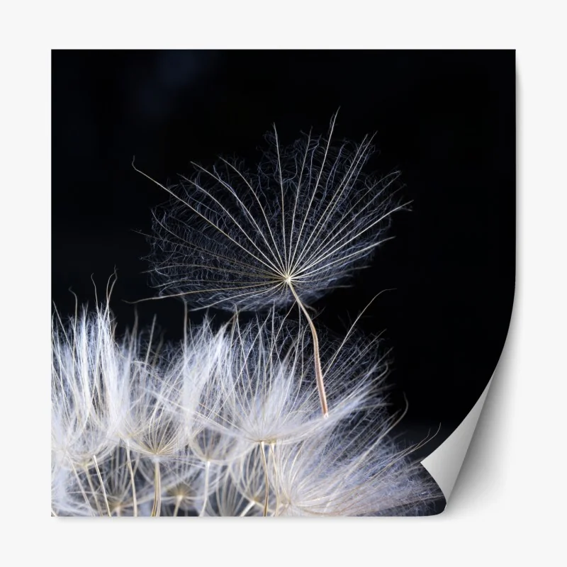 Repositionierbarer Aufkleber zarter löwenzahnsamen auf schwarzem hintergrund