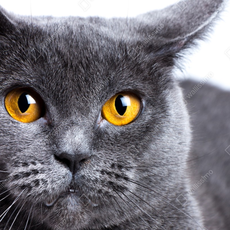 Repositionierbarer Aufkleber ausdrucksstarkes porträt einer grauen katze mit goldenen augen – Wallnifity® Repositionierbarer Aufkleber ausdrucksstarkes porträt einer grauen katze mit goldenen augen – Wallnifity®