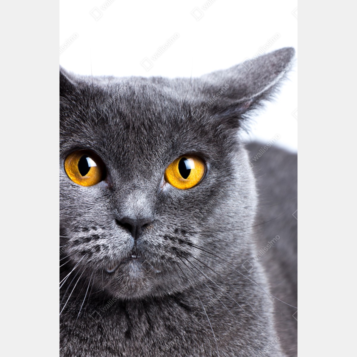 Repositionierbarer Aufkleber ausdrucksstarkes porträt einer grauen katze mit goldenen augen – Wallnifity® Repositionierbarer Aufkleber ausdrucksstarkes porträt einer grauen katze mit goldenen augen – Wallnifity®