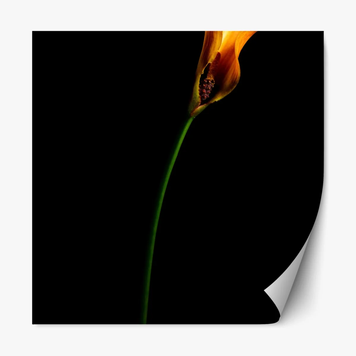 Repositionierbarer Aufkleber goldene calla auf schwarzem hintergrund – Wallnifity® Repositionierbarer Aufkleber goldene calla auf schwarzem hintergrund – Wallnifity®