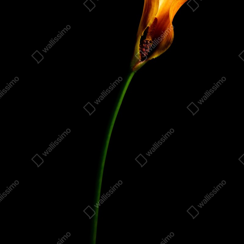 Repositionierbarer Aufkleber goldene calla auf schwarzem hintergrund – Wallnifity® Repositionierbarer Aufkleber goldene calla auf schwarzem hintergrund – Wallnifity®