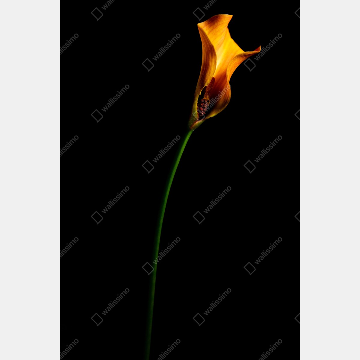 Repositionierbarer Aufkleber goldene calla auf schwarzem hintergrund – Wallnifity® Repositionierbarer Aufkleber goldene calla auf schwarzem hintergrund – Wallnifity®