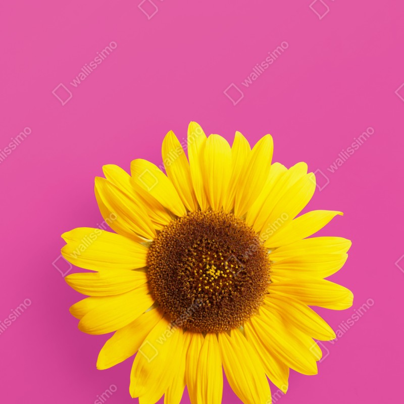 Repositionierbarer Aufkleber leuchtende sonnenblume auf rosa hintergrund – Wallnifity® Repositionierbarer Aufkleber leuchtende sonnenblume auf rosa hintergrund – Wallnifity®