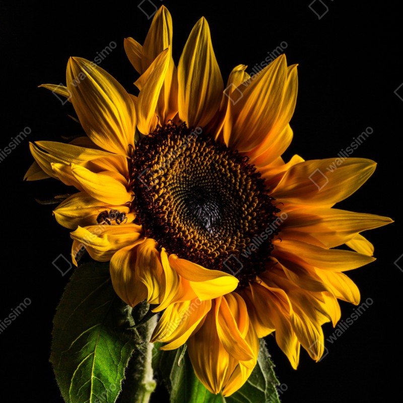 Repositionierbarer Aufkleber goldene sonnenblume in nahaufnahme – Wallnifity® Repositionierbarer Aufkleber goldene sonnenblume in nahaufnahme – Wallnifity®