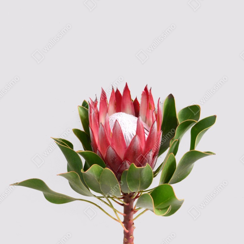 Repositionierbarer Aufkleber rosa protea auf neutralem hintergrund – Wallnifity® Repositionierbarer Aufkleber rosa protea auf neutralem hintergrund – Wallnifity®