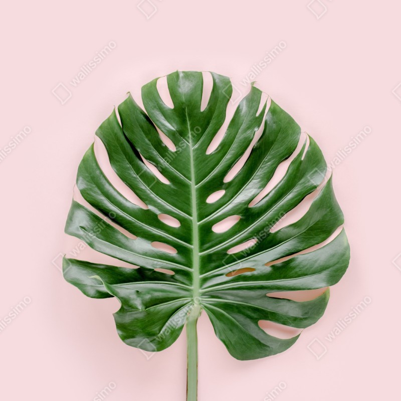 Repositionierbarer Aufkleber monstera-blatt auf pastell-rosa hintergrund – Wallnifity® Repositionierbarer Aufkleber monstera-blatt auf pastell-rosa hintergrund – Wallnifity®