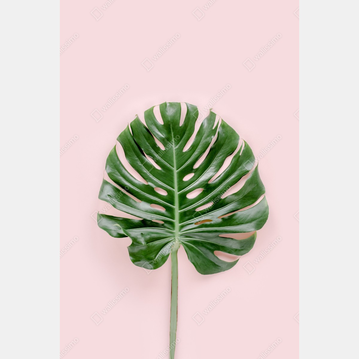 Repositionierbarer Aufkleber monstera-blatt auf pastell-rosa hintergrund – Wallnifity® Repositionierbarer Aufkleber monstera-blatt auf pastell-rosa hintergrund – Wallnifity®
