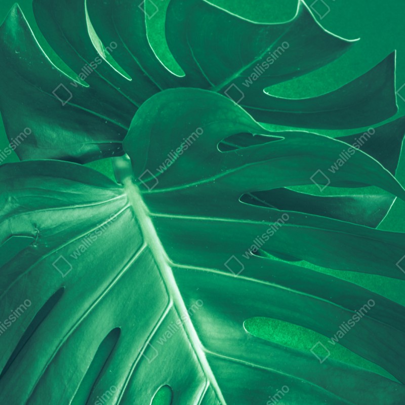 Repositionierbarer Aufkleber prächtiges monstera-blatt nahaufnahme – Wallnifity® Repositionierbarer Aufkleber prächtiges monstera-blatt nahaufnahme – Wallnifity®