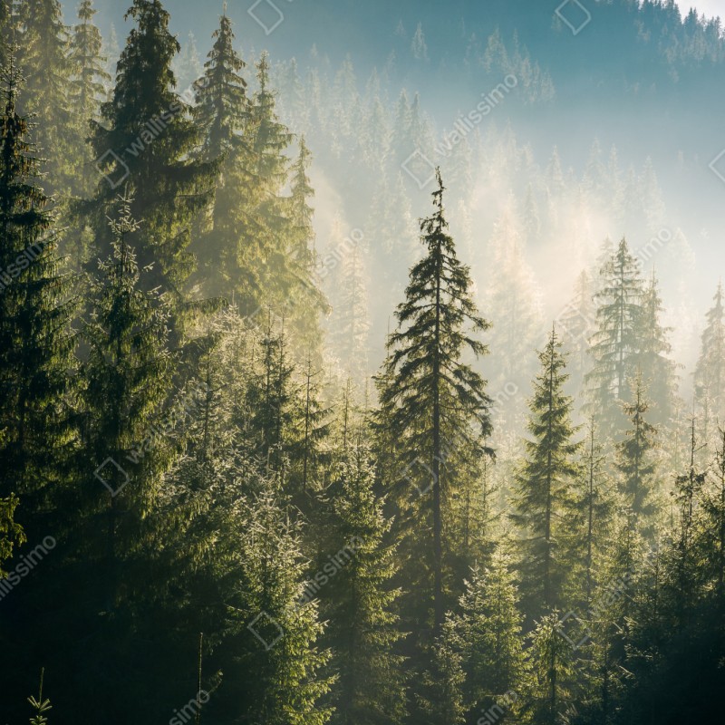 Repositionierbarer Aufkleber nebliger fichtenwald im morgenlicht – Wallnifity® Repositionierbarer Aufkleber nebliger fichtenwald im morgenlicht – Wallnifity®