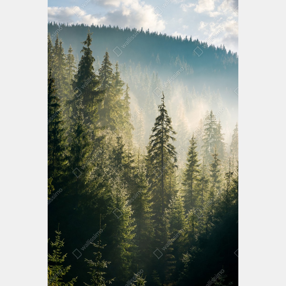 Repositionierbarer Aufkleber nebliger fichtenwald im morgenlicht – Wallnifity® Repositionierbarer Aufkleber nebliger fichtenwald im morgenlicht – Wallnifity®