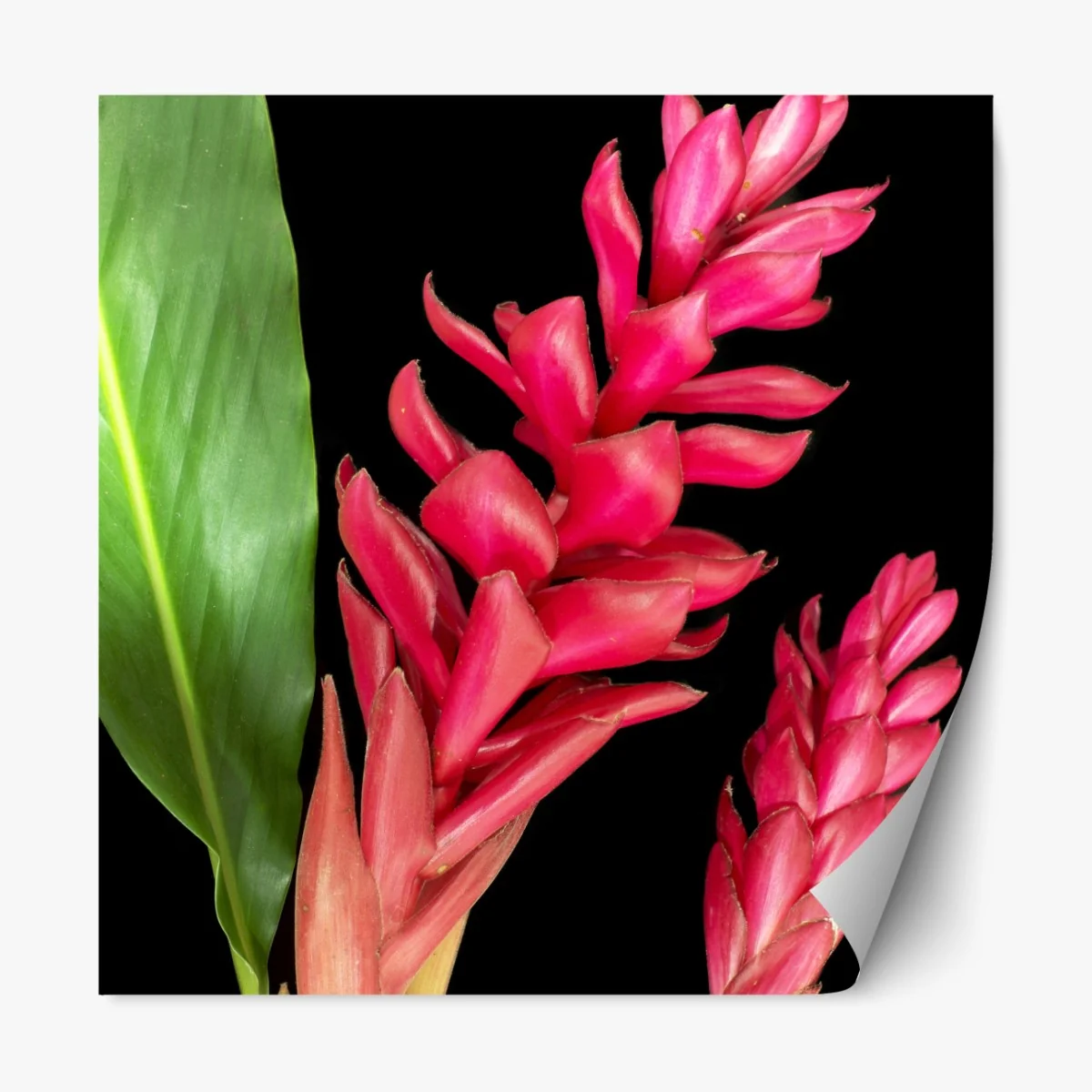 Repositionierbarer Aufkleber leuchtende zier-ingwer-blüte auf schwarzem hintergrund – Wallnifity® Repositionierbarer Aufkleber leuchtende zier-ingwer-blüte auf schwarzem hintergrund – Wallnifity®