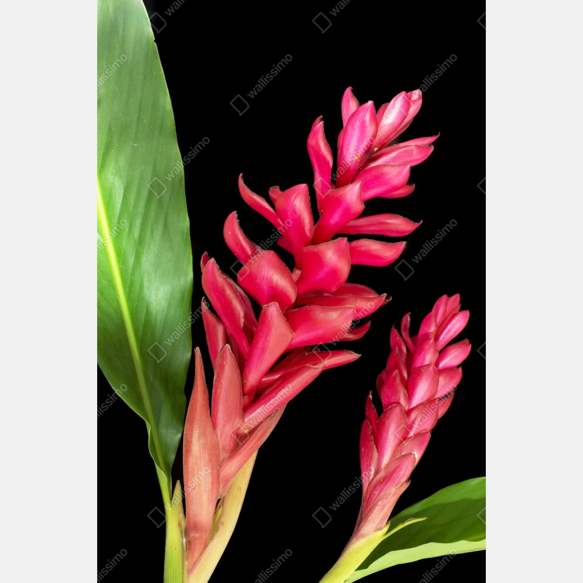 Repositionierbarer Aufkleber leuchtende zier-ingwer-blüte auf schwarzem hintergrund – Wallnifity® Repositionierbarer Aufkleber leuchtende zier-ingwer-blüte auf schwarzem hintergrund – Wallnifity®