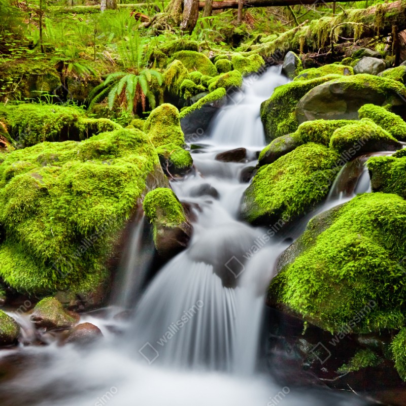 Repositionierbarer Aufkleber moosbedeckter bach bei Sol Duc Falls – Wallnifity® Repositionierbarer Aufkleber moosbedeckter bach bei Sol Duc Falls – Wallnifity®