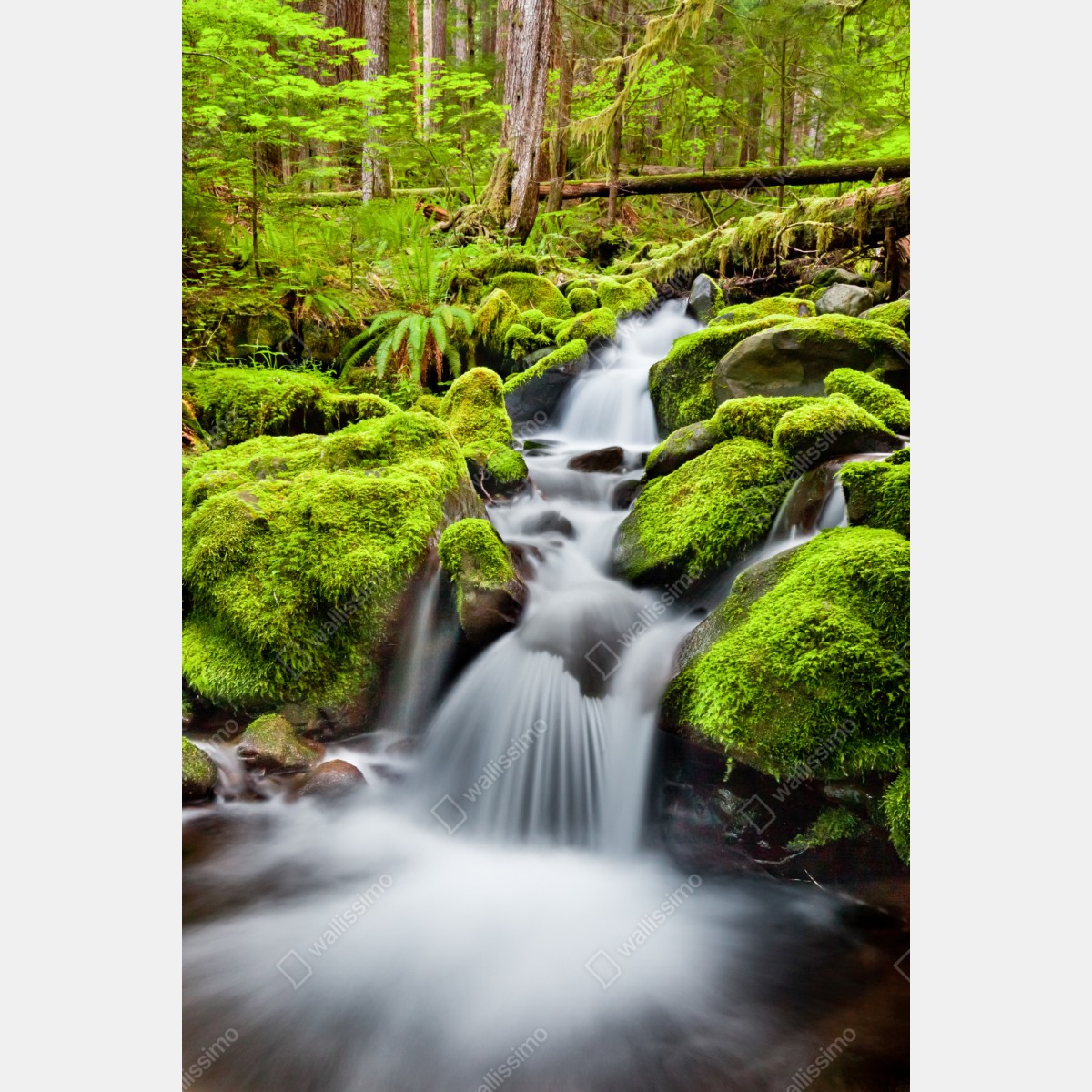 Repositionierbarer Aufkleber moosbedeckter bach bei Sol Duc Falls – Wallnifity® Repositionierbarer Aufkleber moosbedeckter bach bei Sol Duc Falls – Wallnifity®