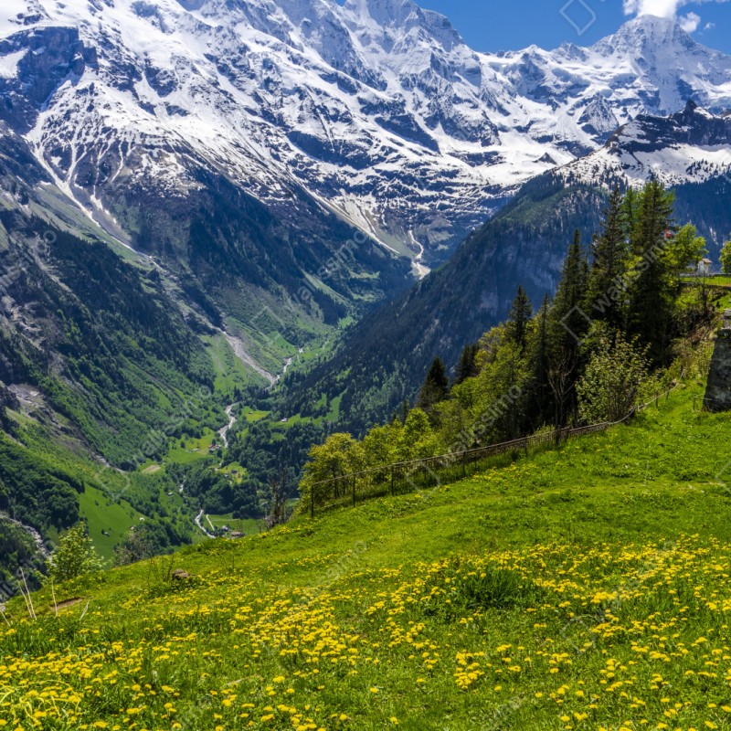 Repositionierbarer Aufkleber alpwiese im frühling vor schneebedeckten gipfeln – Wallnifity® Repositionierbarer Aufkleber alpwiese im frühling vor schneebedeckten gipfeln – Wallnifity®
