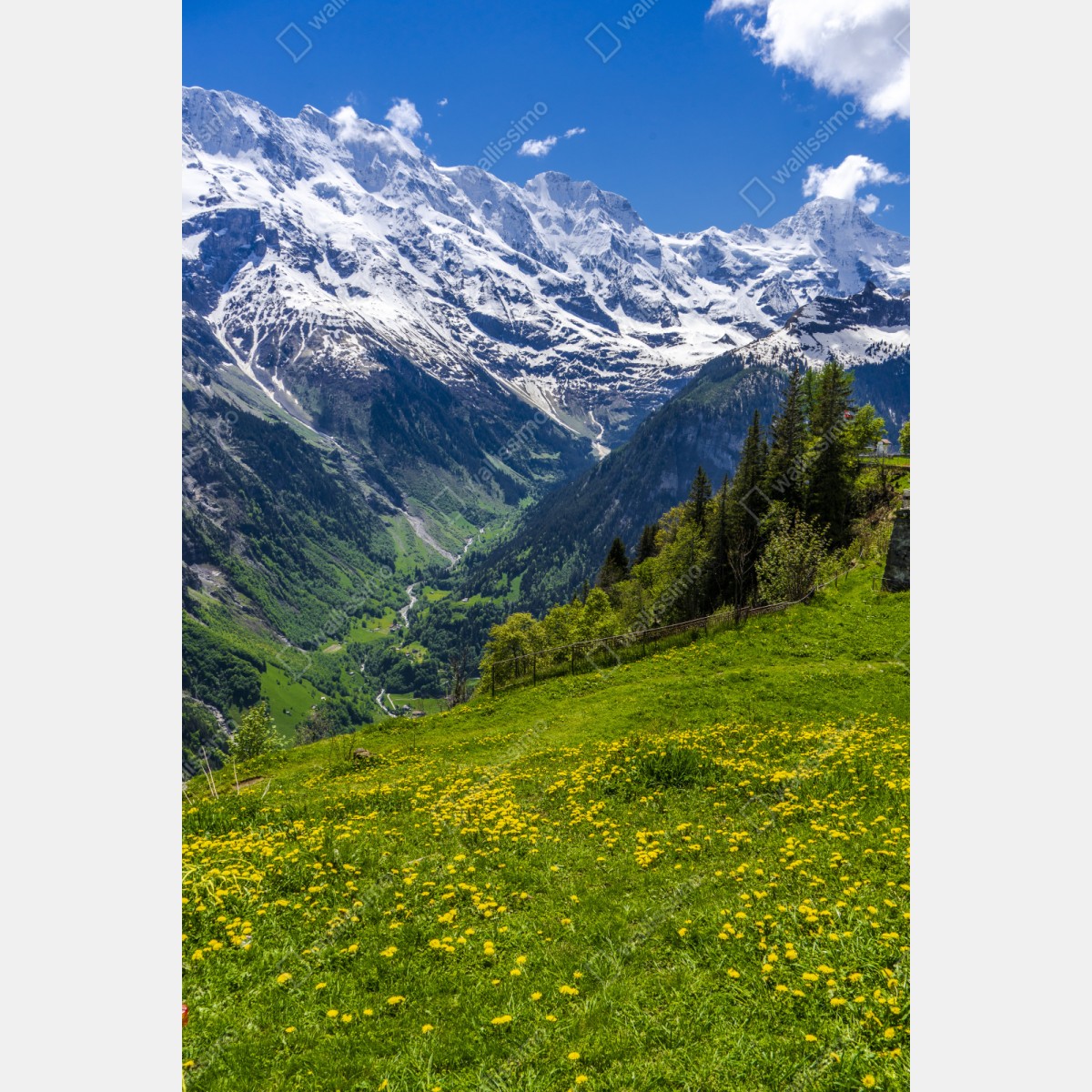 Repositionierbarer Aufkleber alpwiese im frühling vor schneebedeckten gipfeln – Wallnifity® Repositionierbarer Aufkleber alpwiese im frühling vor schneebedeckten gipfeln – Wallnifity®