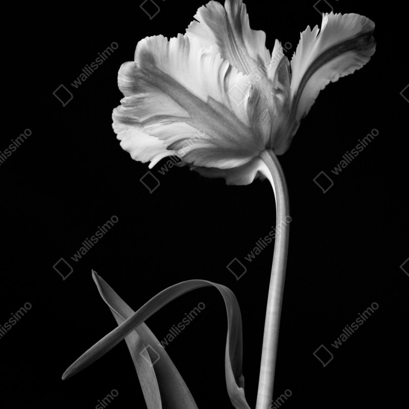Repositionierbarer Aufkleber elegante monochrome tulpe – Wallnifity® Repositionierbarer Aufkleber elegante monochrome tulpe – Wallnifity®