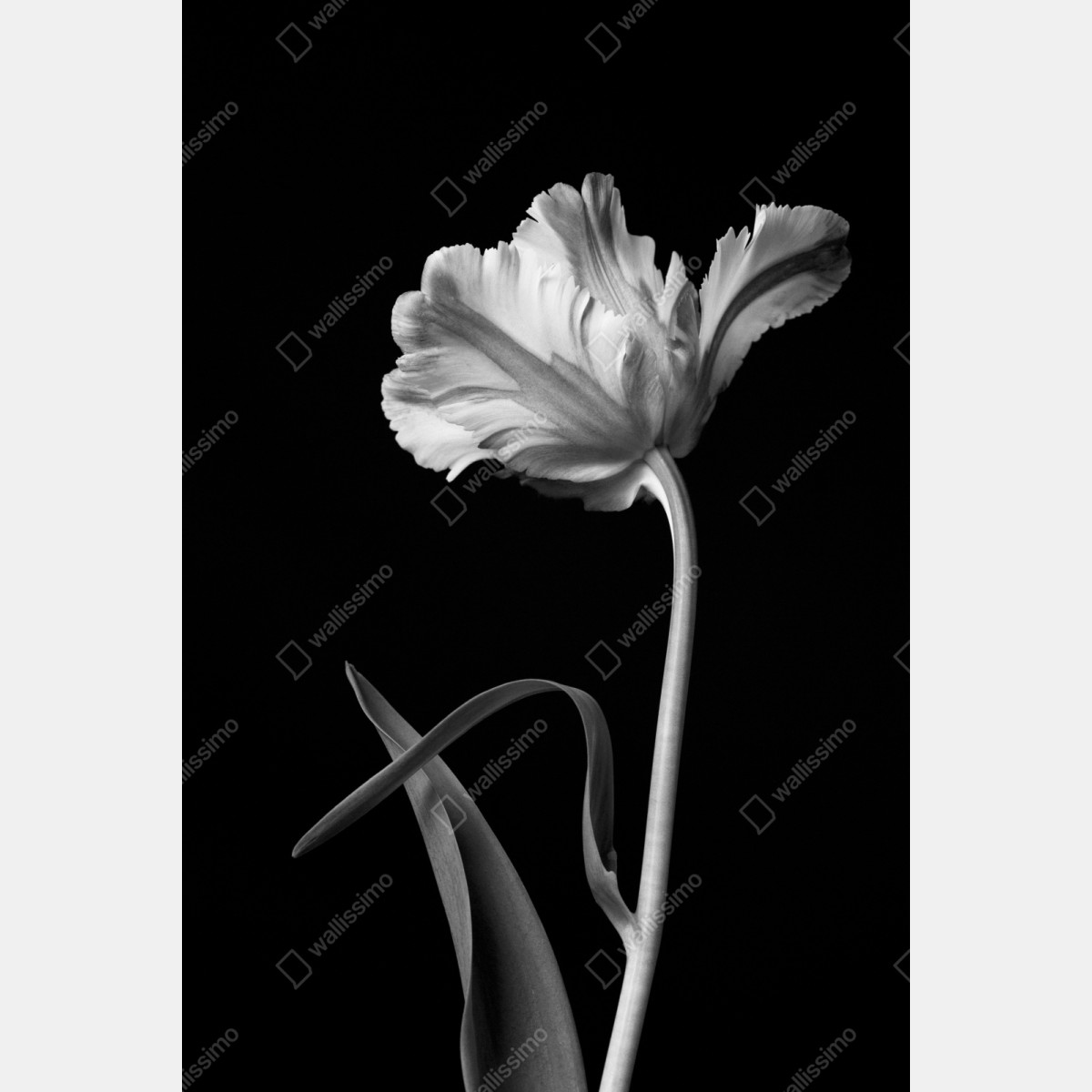 Repositionierbarer Aufkleber elegante monochrome tulpe – Wallnifity® Repositionierbarer Aufkleber elegante monochrome tulpe – Wallnifity®