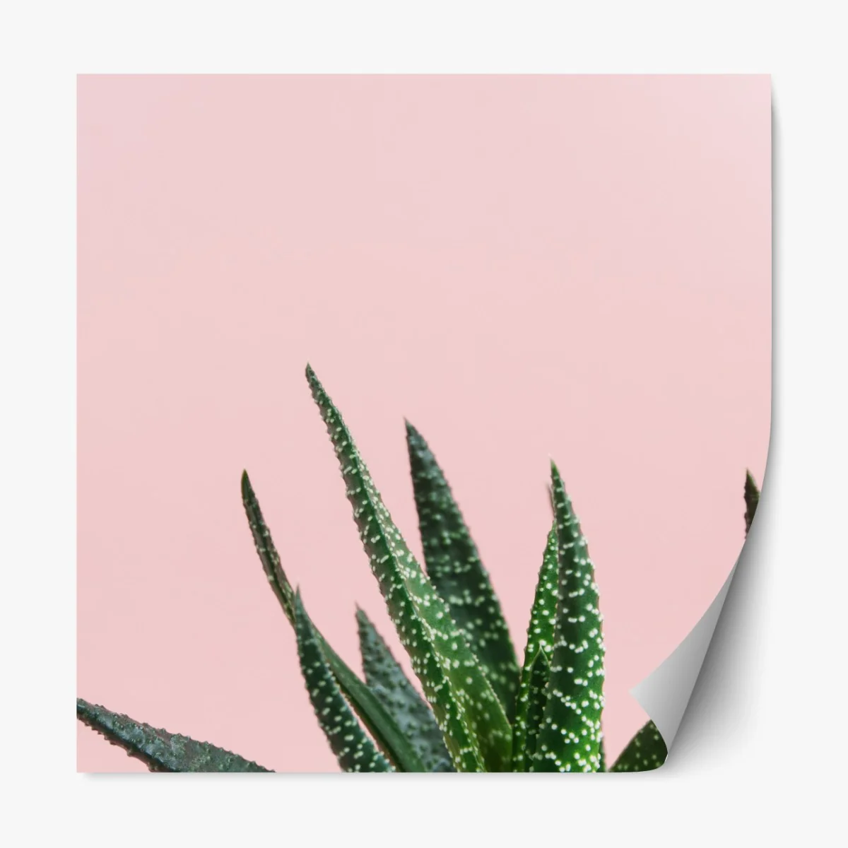 Repositionierbarer Aufkleber grüner aloes auf rosa hintergrund – Wallnifity® Repositionierbarer Aufkleber grüner aloes auf rosa hintergrund – Wallnifity®