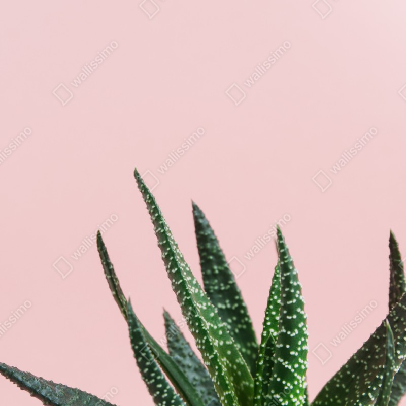 Repositionierbarer Aufkleber grüner aloes auf rosa hintergrund – Wallnifity® Repositionierbarer Aufkleber grüner aloes auf rosa hintergrund – Wallnifity®