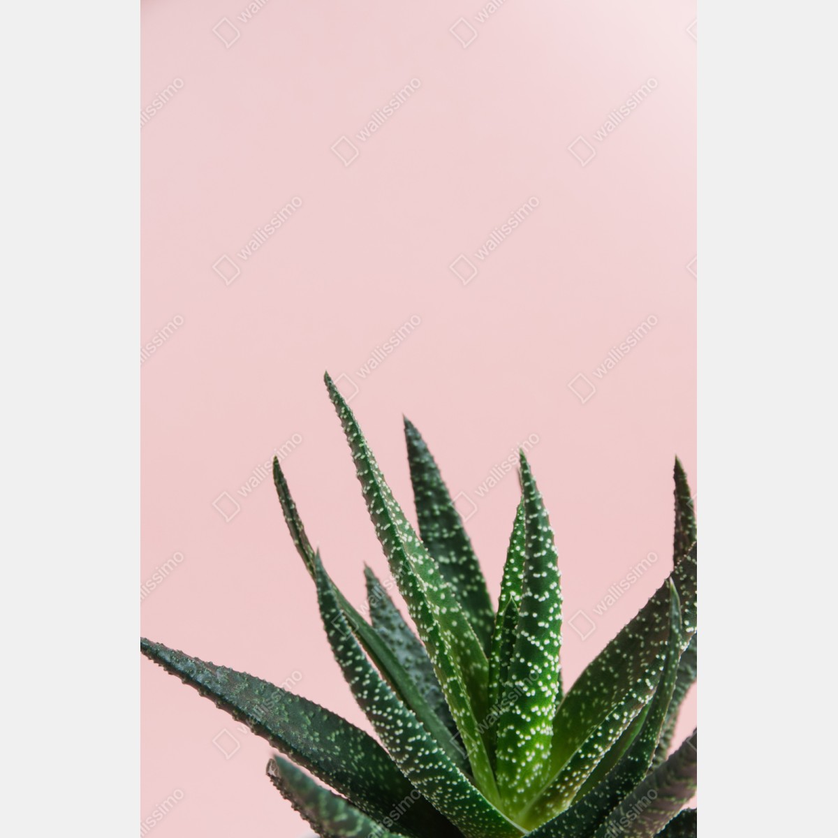 Repositionierbarer Aufkleber grüner aloes auf rosa hintergrund – Wallnifity® Repositionierbarer Aufkleber grüner aloes auf rosa hintergrund – Wallnifity®