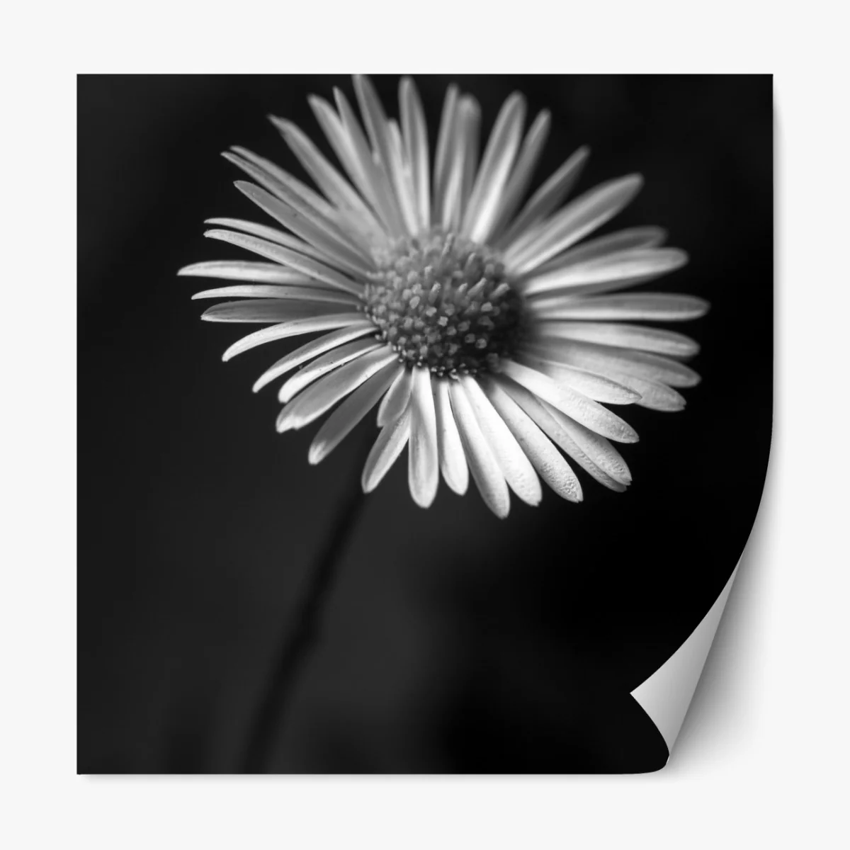 Repositionierbarer Aufkleber monochromes gänseblümchen nahaufnahme – Wallnifity® Repositionierbarer Aufkleber monochromes gänseblümchen nahaufnahme – Wallnifity®
