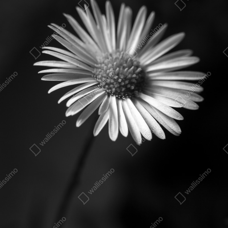 Repositionierbarer Aufkleber monochromes gänseblümchen nahaufnahme – Wallnifity® Repositionierbarer Aufkleber monochromes gänseblümchen nahaufnahme – Wallnifity®