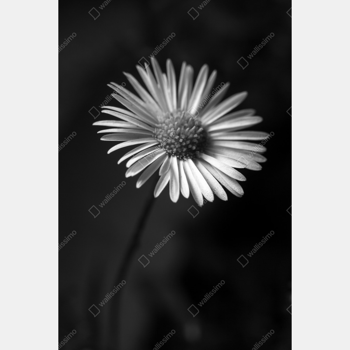 Repositionierbarer Aufkleber monochromes gänseblümchen nahaufnahme – Wallnifity® Repositionierbarer Aufkleber monochromes gänseblümchen nahaufnahme – Wallnifity®