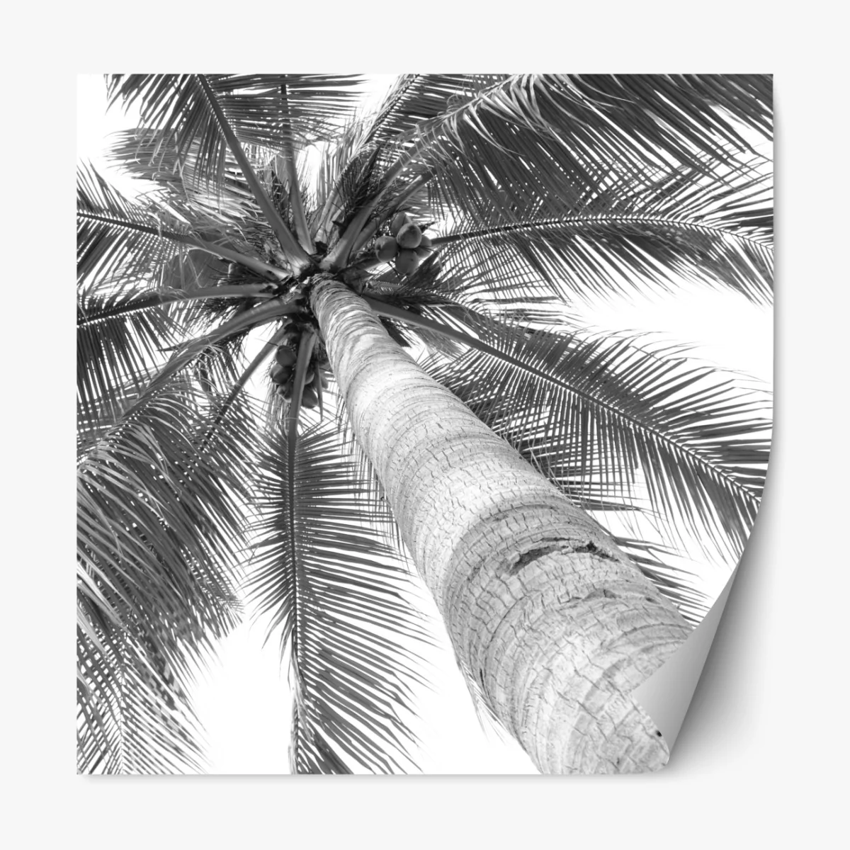 Repositionierbarer Aufkleber monochrome palme aus der froschperspektive – Wallnifity® Repositionierbarer Aufkleber monochrome palme aus der froschperspektive – Wallnifity®