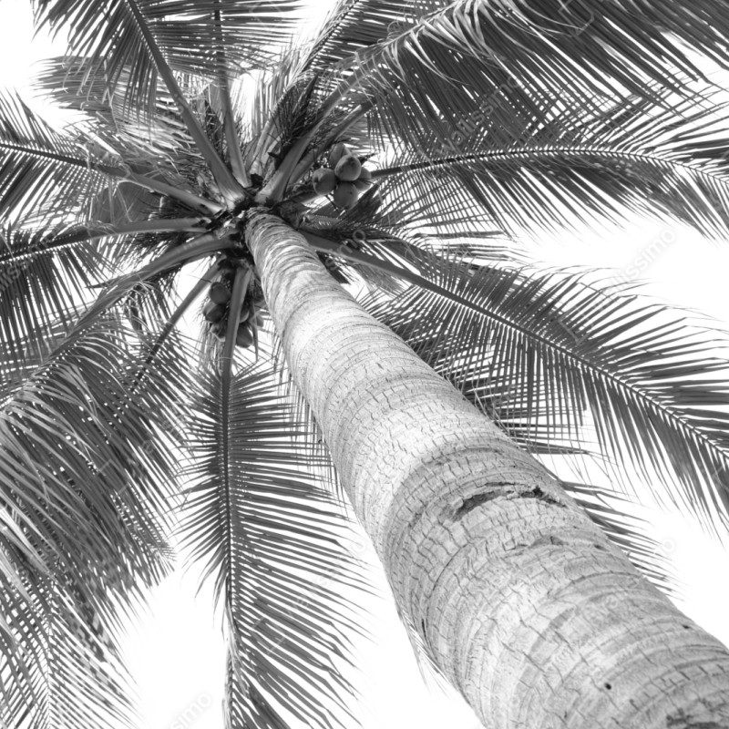 Repositionierbarer Aufkleber monochrome palme aus der froschperspektive – Wallnifity® Repositionierbarer Aufkleber monochrome palme aus der froschperspektive – Wallnifity®