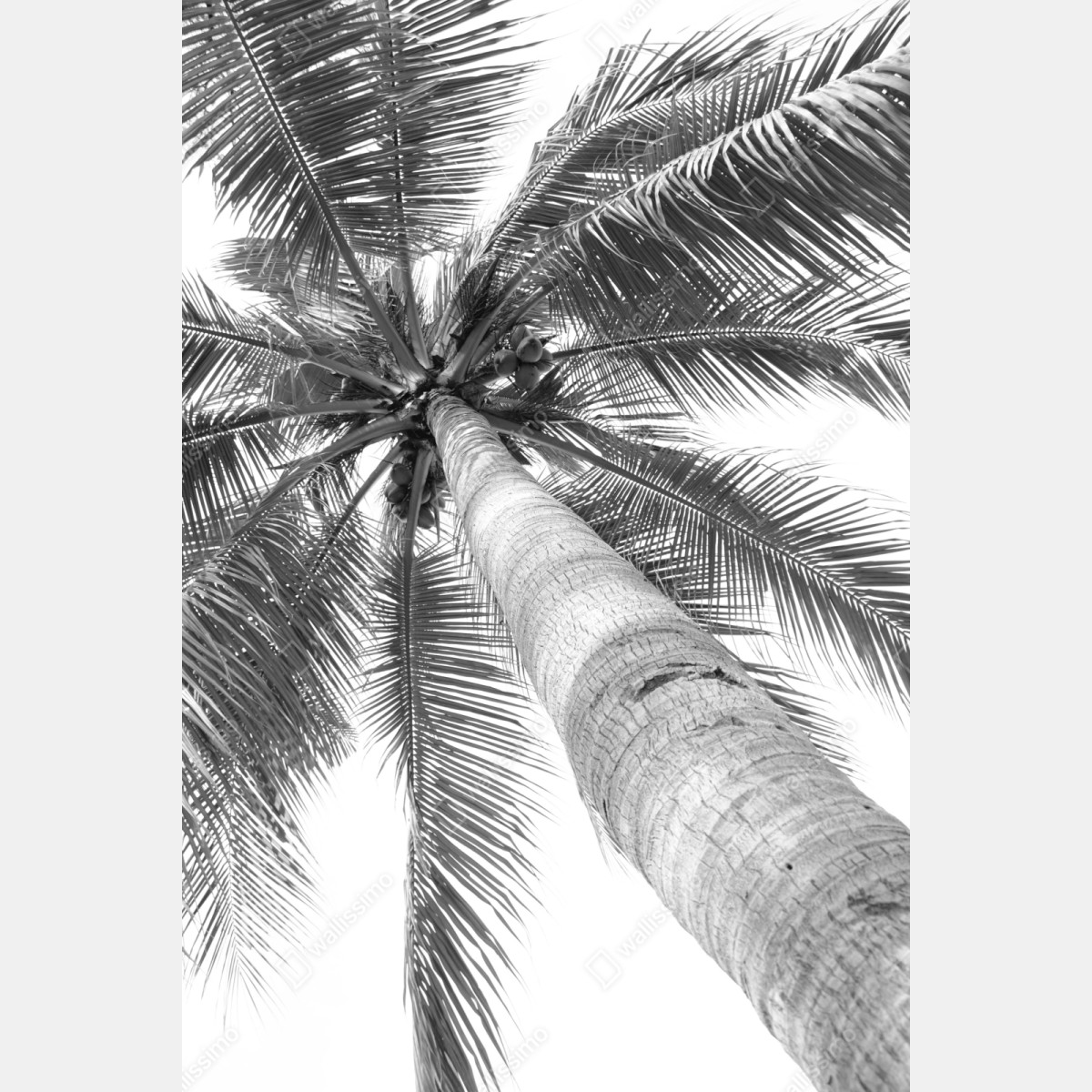Repositionierbarer Aufkleber monochrome palme aus der froschperspektive – Wallnifity® Repositionierbarer Aufkleber monochrome palme aus der froschperspektive – Wallnifity®