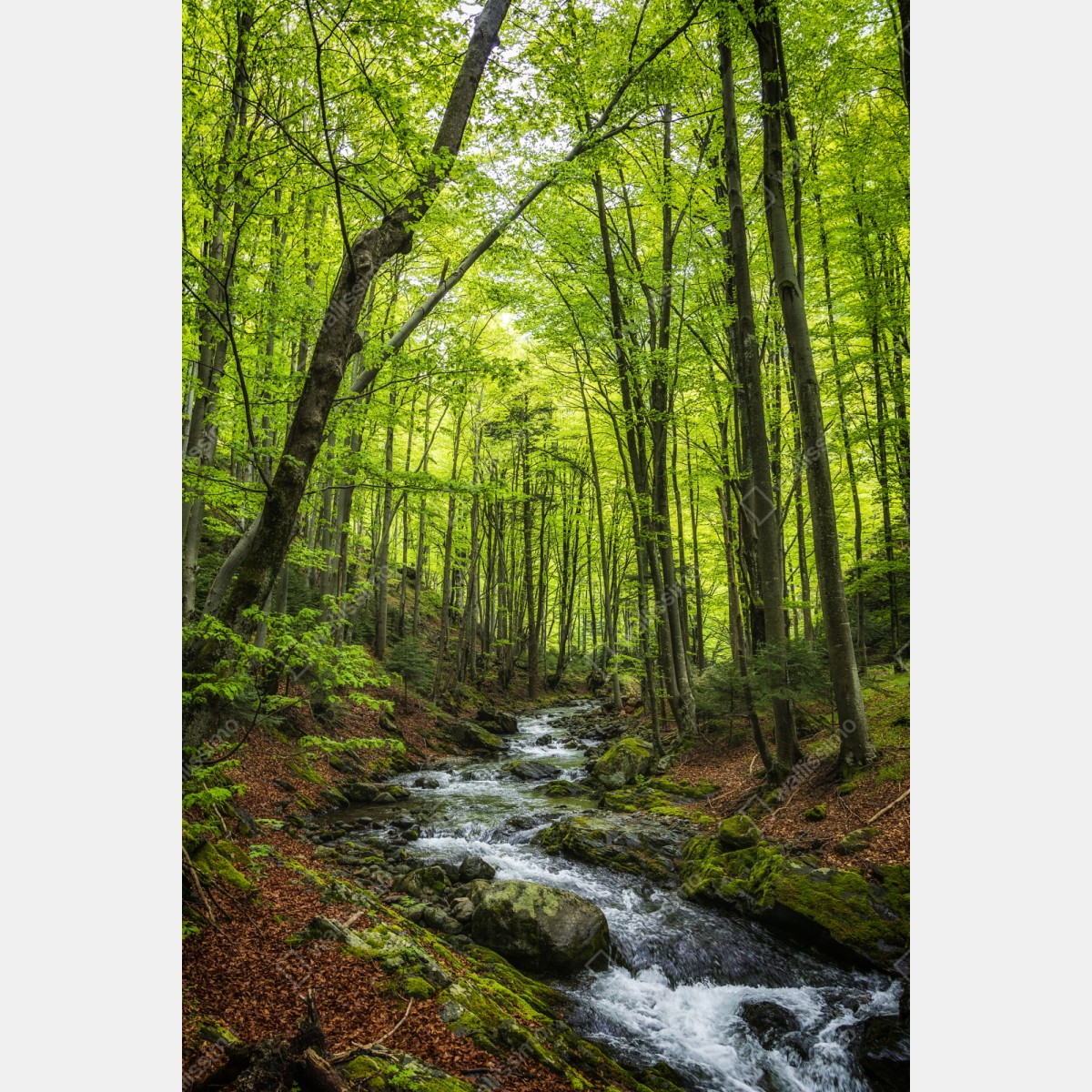 Repositionierbarer Aufkleber ruhiger grüner waldbach – Wallnifity® Repositionierbarer Aufkleber ruhiger grüner waldbach – Wallnifity®