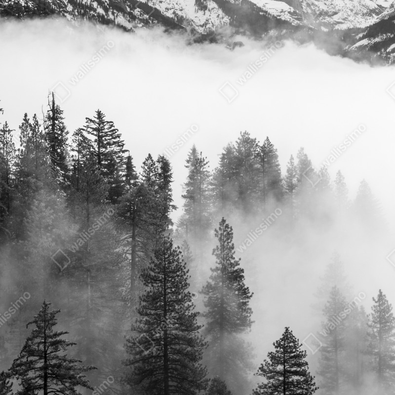 Repositionierbarer Aufkleber nebliger Giant Forest, Sequoia National Park – Wallnifity® Repositionierbarer Aufkleber nebliger Giant Forest, Sequoia National Park – Wallnifity®