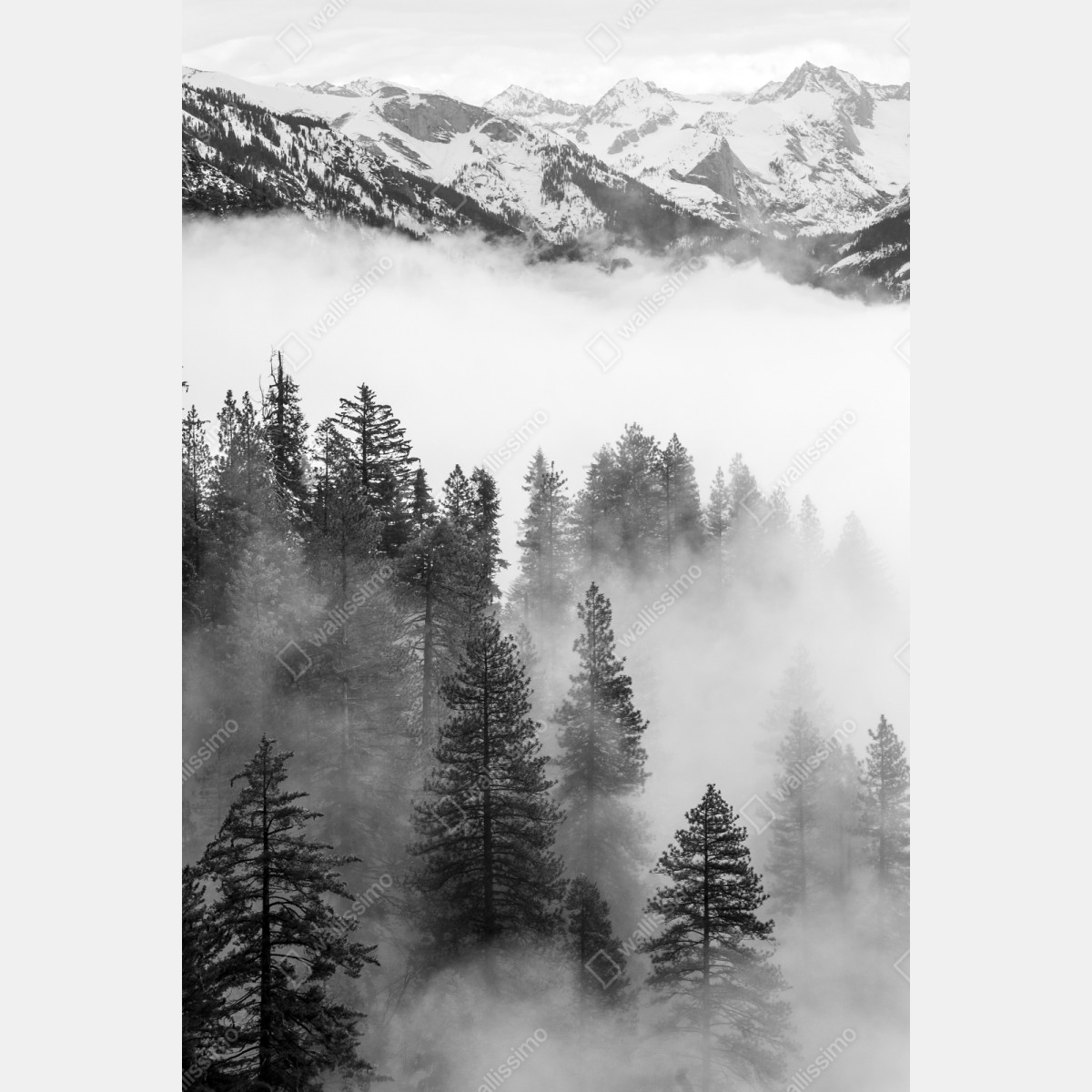 Repositionierbarer Aufkleber nebliger Giant Forest, Sequoia National Park – Wallnifity® Repositionierbarer Aufkleber nebliger Giant Forest, Sequoia National Park – Wallnifity®