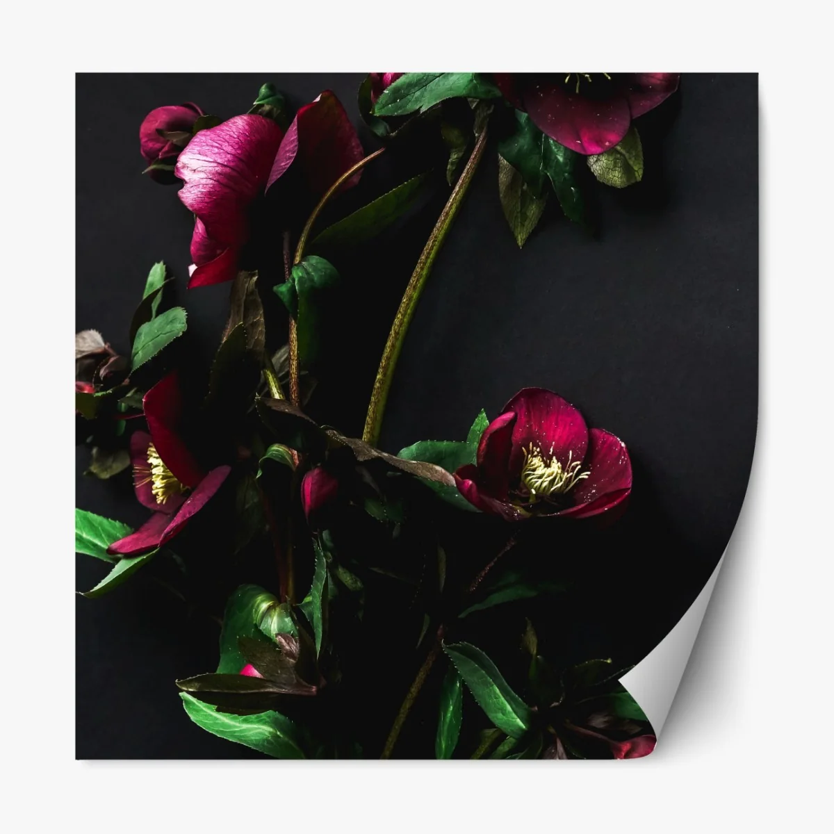 Repositionierbarer Aufkleber moodige violette blumenstilleben – Wallnifity® Repositionierbarer Aufkleber moodige violette blumenstilleben – Wallnifity®