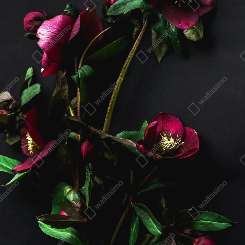 Repositionierbarer Aufkleber moodige violette blumenstilleben – Wallnifity® Repositionierbarer Aufkleber moodige violette blumenstilleben – Wallnifity®