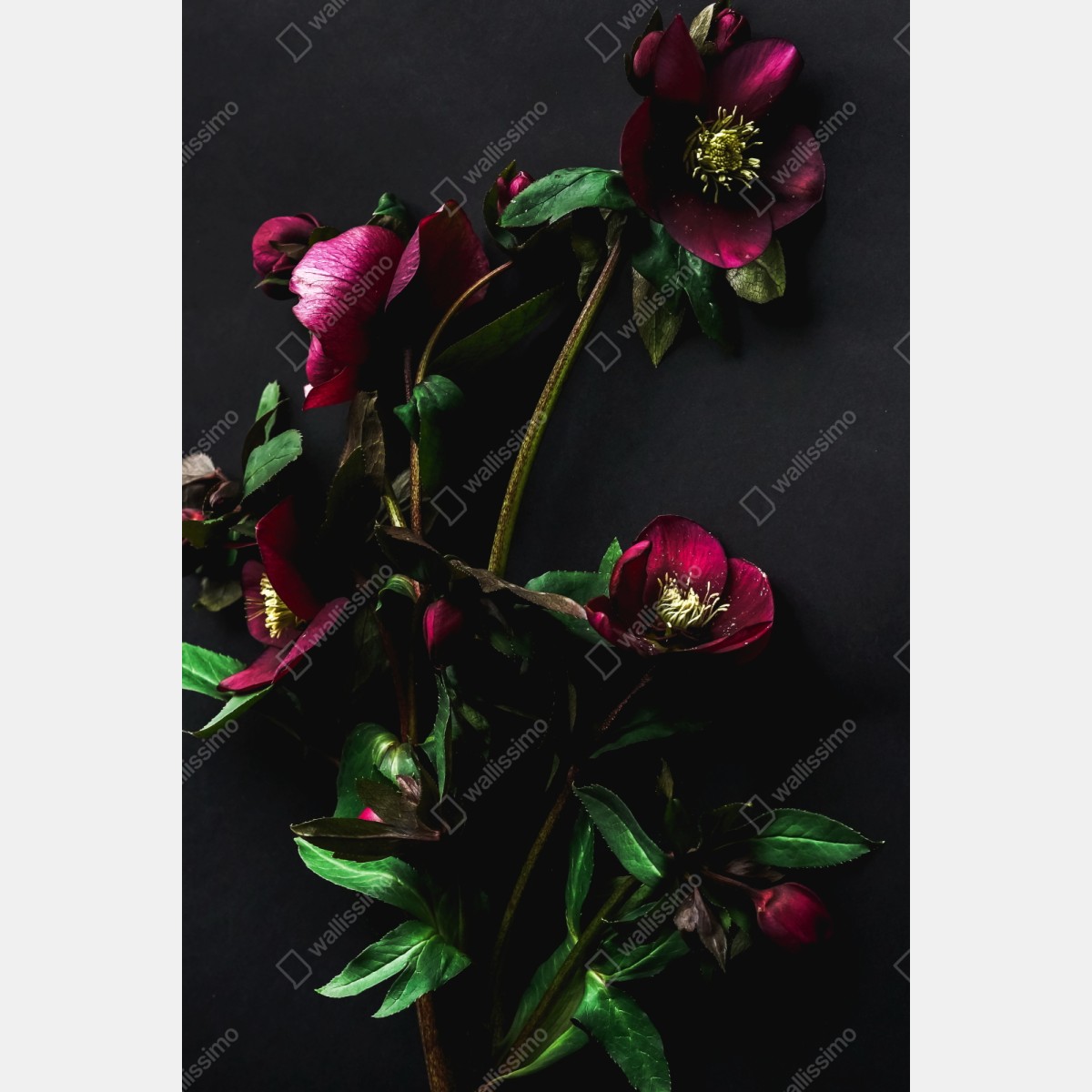 Repositionierbarer Aufkleber moodige violette blumenstilleben – Wallnifity® Repositionierbarer Aufkleber moodige violette blumenstilleben – Wallnifity®