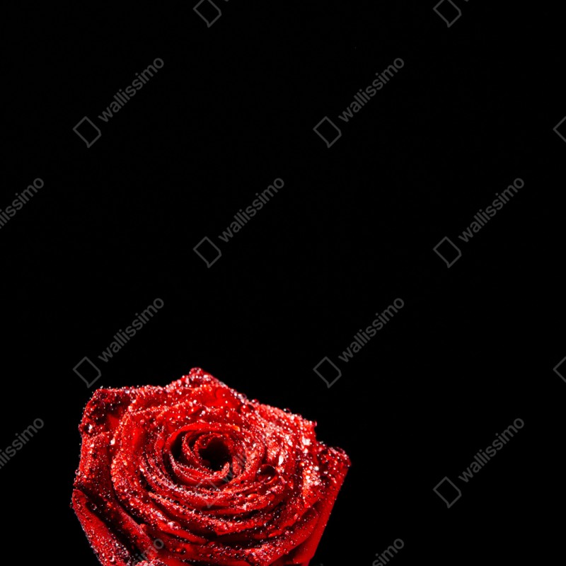 Repositionierbarer Aufkleber rote rose mit tautröpfchen vor schwarzem hintergrund – Wallnifity® Repositionierbarer Aufkleber rote rose mit tautröpfchen vor schwarzem hintergrund – Wallnifity®