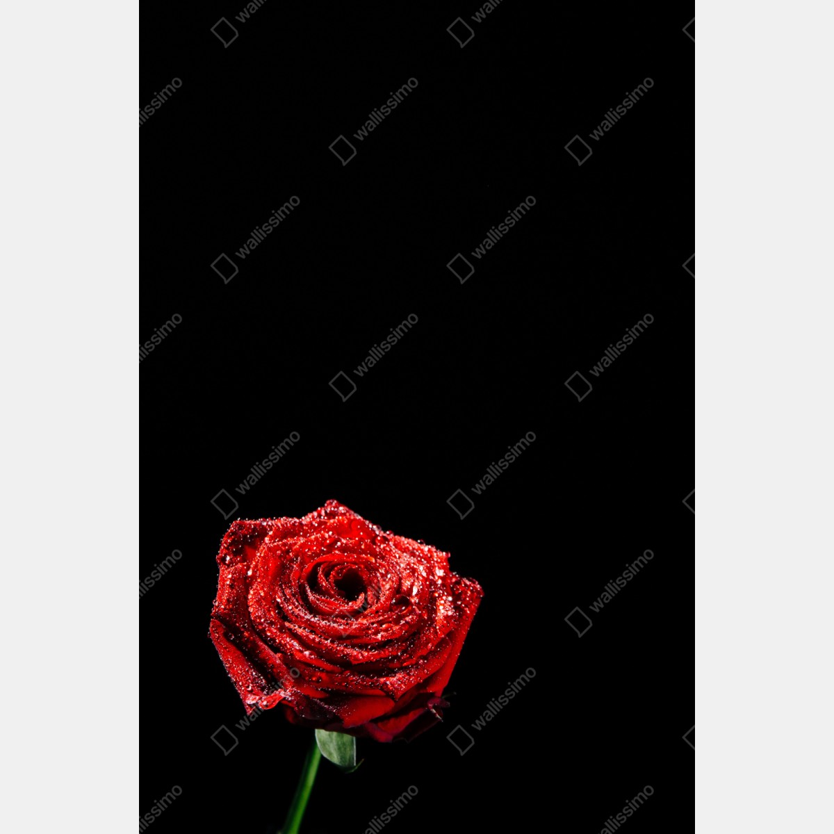 Repositionierbarer Aufkleber rote rose mit tautröpfchen vor schwarzem hintergrund – Wallnifity® Repositionierbarer Aufkleber rote rose mit tautröpfchen vor schwarzem hintergrund – Wallnifity®