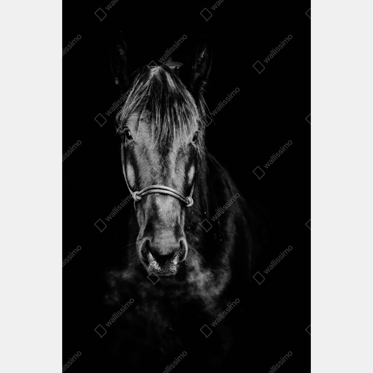 Repositionierbarer Aufkleber dramatisches pferdeporträt in monochrom – Wallnifity® Repositionierbarer Aufkleber dramatisches pferdeporträt in monochrom – Wallnifity®